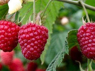 maline-proizvodi-timecco-rs-1